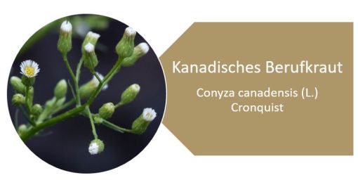 Kanadisches Berufkraut / Conyza canadensis (L.) Cronquist